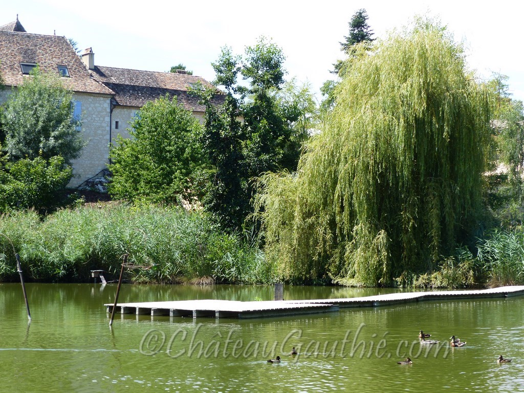 arrière du château, lac, saule pleureur et canards